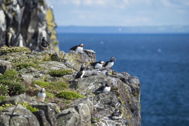 Puffins-on-the-Isle-of-May-RV-near-me