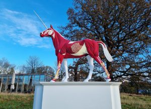 Sculpture of a horse with no skin and muscles showing