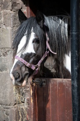 Kailzie equestrian centre image of horse Kailzie Equestrian Centre, Peebles