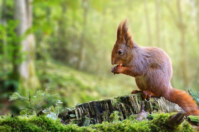 cute-red-squirrel-eating-a-nut-in-green-spring-for-2022-02-02-04-50-07-utc